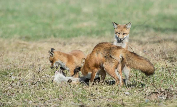 Schattig Rood Vossen Gras Wilde Natuur — Stockfoto