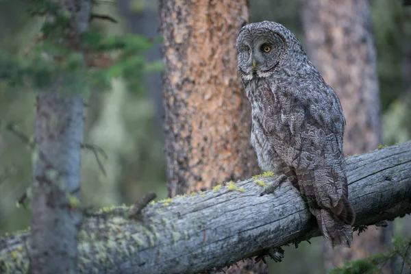 カナダのアルベルタにある野生のフクロウです — ストック写真