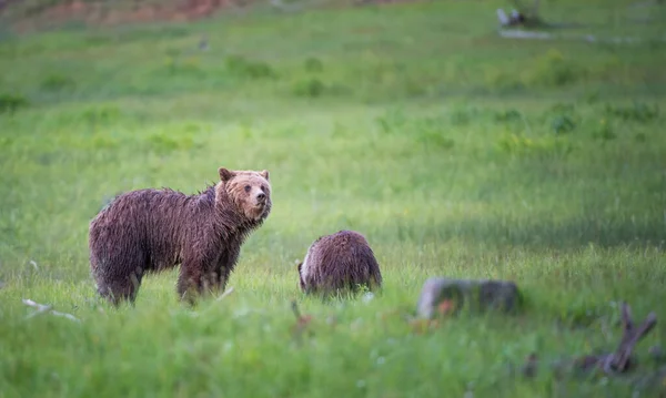 Grizzly Beer Het Wild — Stockfoto