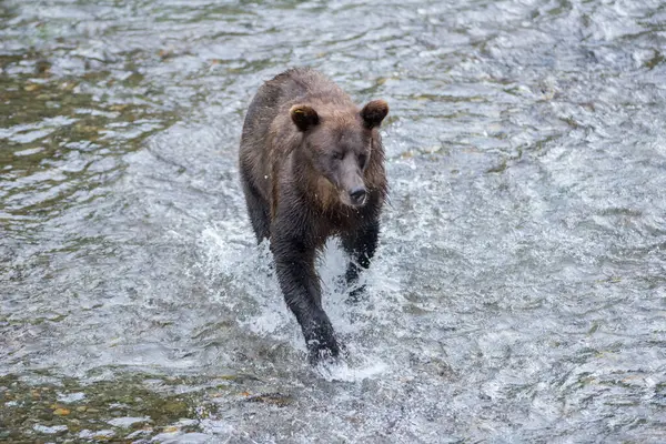 Medvěd Grizzly Divočině — Stock fotografie