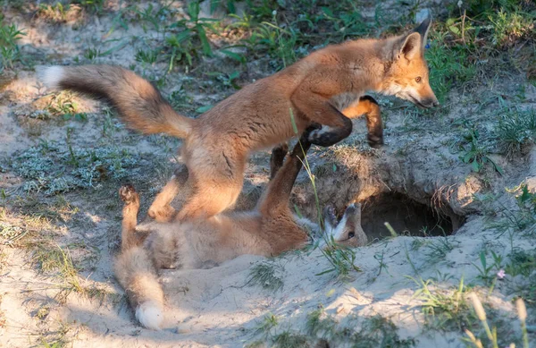 Pad Het Wild — Stockfoto