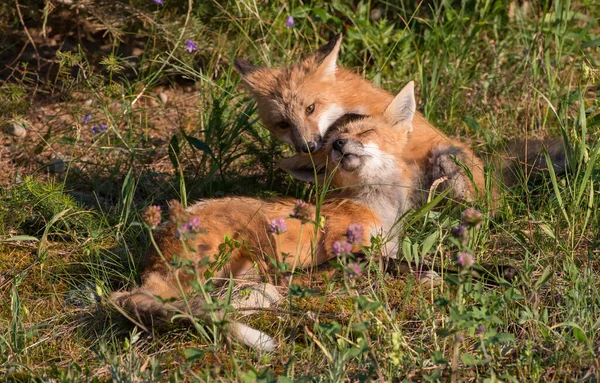 Rödräv Naturen — Stockfoto