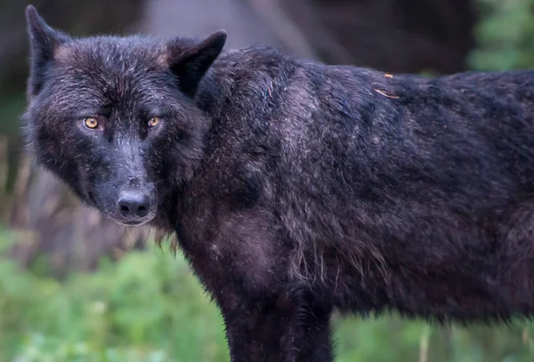 Loup Noir Dans Nature Sauvage — Photo