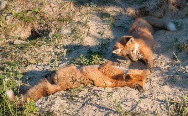 Vahşi Doğada Çimlerin Üzerinde Sevimli Kızıl Tilkiler — Stok fotoğraf