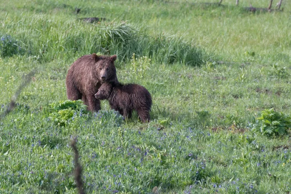 Медведь Гризли Дикой Природе — стоковое фото