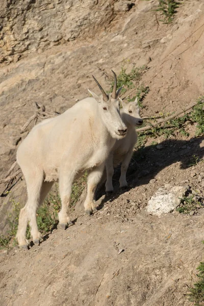 Cabras Montanha Mãe Bebê Selvagem Parque Nacional Jaspe Canadá — Fotografia de Stock