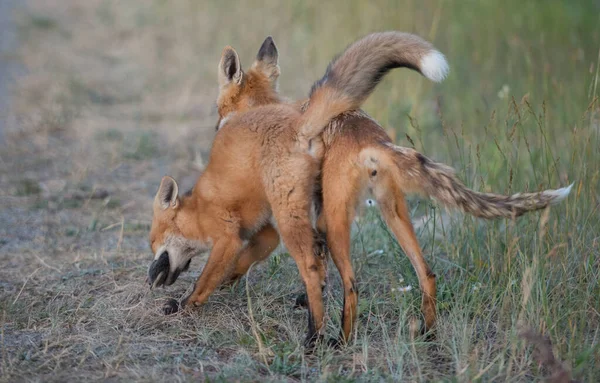 Renard Roux Dans Nature — Photo