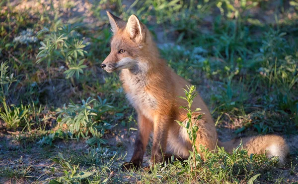 Lisica Czerwona Środowisku Naturalnym — Zdjęcie stockowe