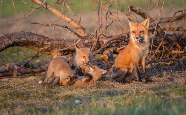 Carino Volpi Rosse Erba Parco — Foto Stock