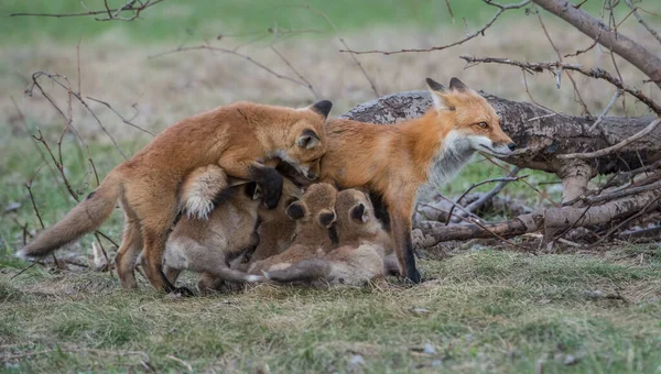 Söta Röda Rävar Gräs Parken — Stockfoto