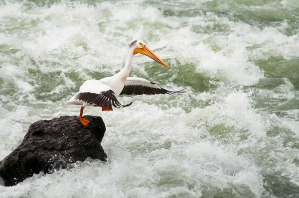 Пеликан Пытается Ловить Рыбу — стоковое фото
