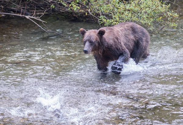 Urso Pardo Natureza — Fotografia de Stock