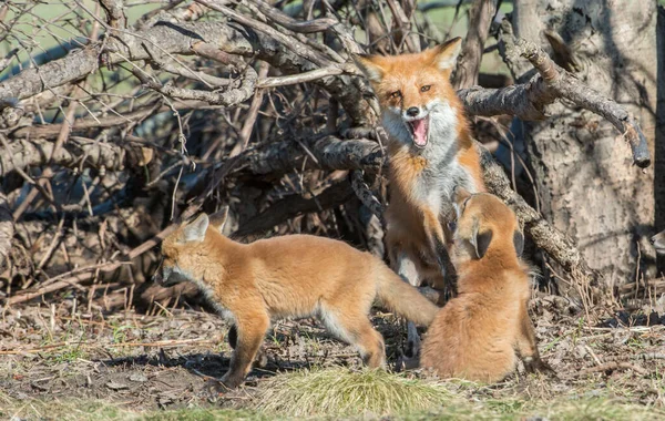 Mignon Renards Rouges Sur Herbe Parc — Photo