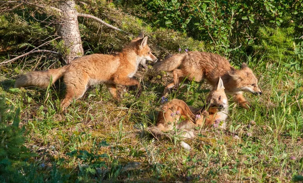 Lindos Zorros Rojos Hierba Naturaleza Salvaje —  Fotos de Stock