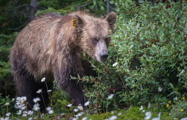 Grizzly Orso Nel Deserto Canadese — Foto Stock