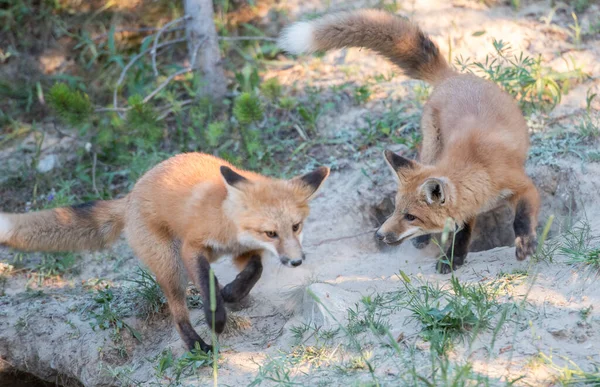 野生の赤狐 — ストック写真