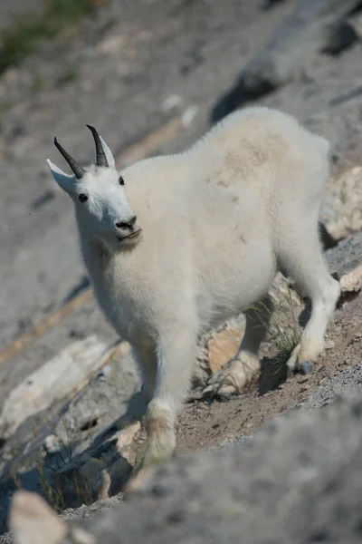 Horské Dítě Koza Přírodě Národní Park Jaspis Kanada — Stock fotografie
