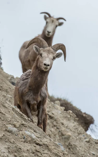 Owce Bighorn Klifie — Zdjęcie stockowe