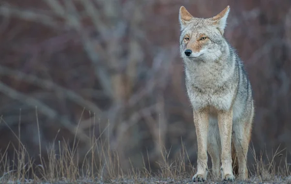 Coyote Den Kanadensiska Vildmarken — Stockfoto