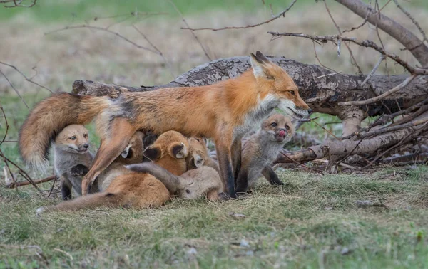 Mignon Renards Rouges Sur Herbe Parc — Photo