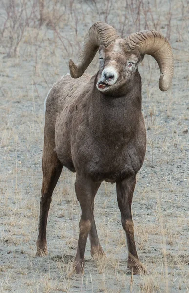 Mouflons Amérique Dans Désert — Photo