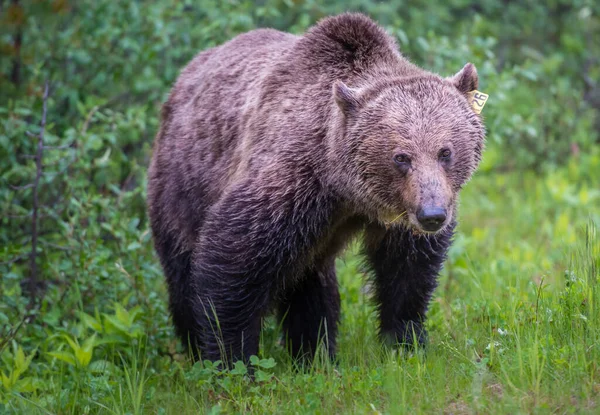 Medvěd Grizzly Kanadské Divočině — Stock fotografie