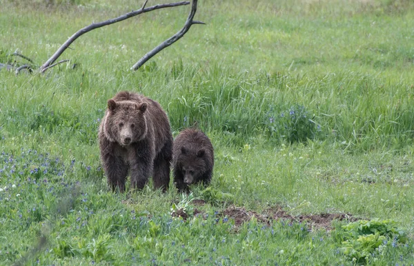 Medvěd Grizzly Divočině — Stock fotografie