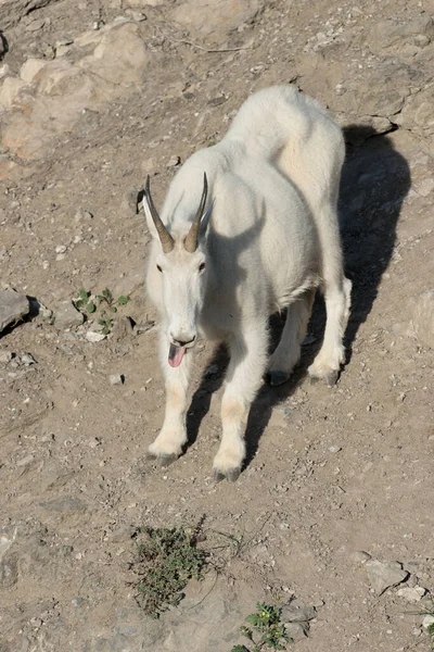 Mountain Goat Het Wild Nationaal Park Jasper Canada — Stockfoto