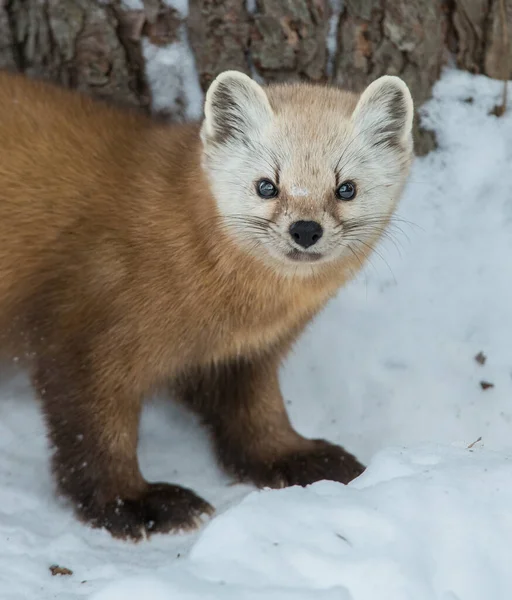 Pine Marten Walking Snow Banff National Park Alberta Canada — Stock Photo, Image