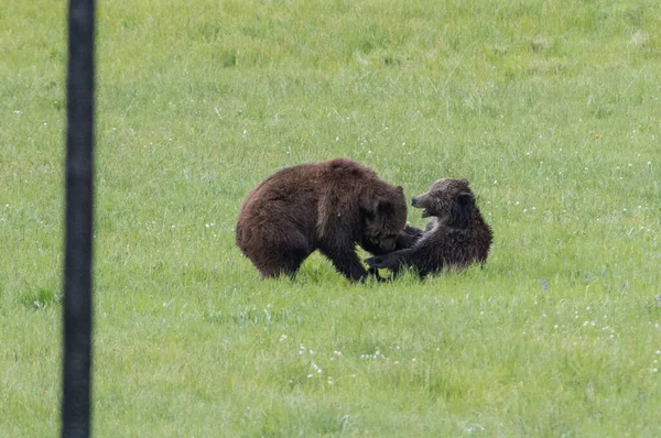 Grizzly Beer Het Wild — Stockfoto