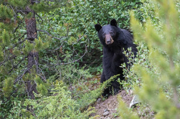 Orso Nero Nel Deserto Canadese — Foto Stock