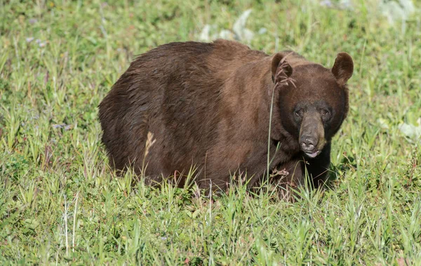 Oso Negro Naturaleza — Foto de Stock