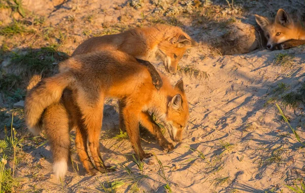 Kröte Freier Wildbahn — Stockfoto