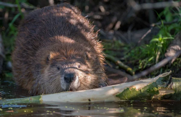 Beaver Wild — Stock Photo, Image