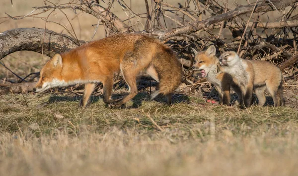 野生の自然の中で草の上にかわいい赤いキツネ — ストック写真