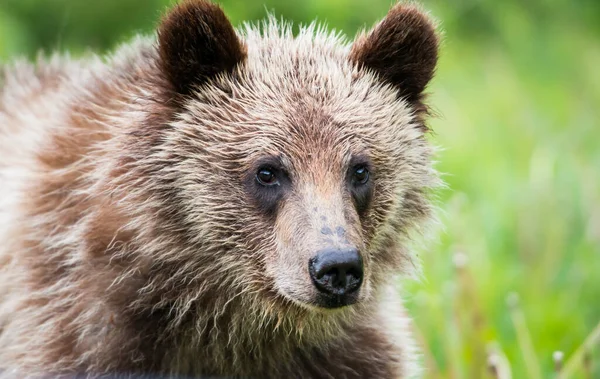 野生の熊は年をとる — ストック写真