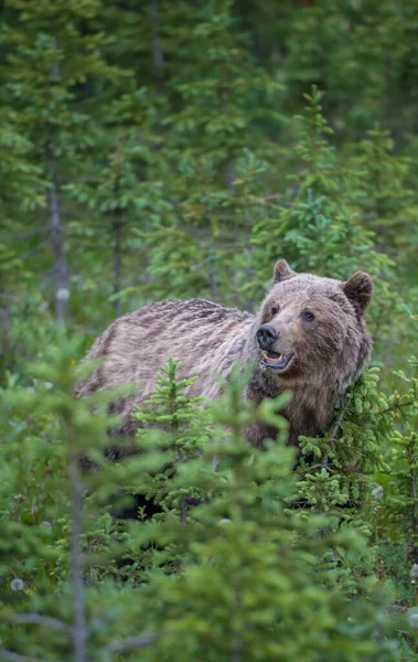 Grizzly bear in the Canadian wilderness