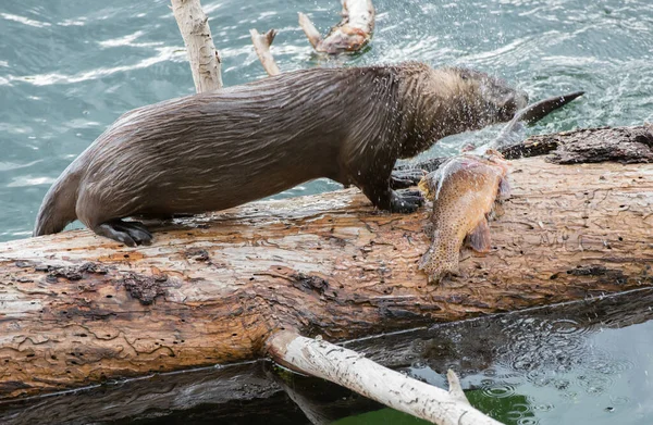 Loutres Sauvages Gros Plan Dans Nature — Photo