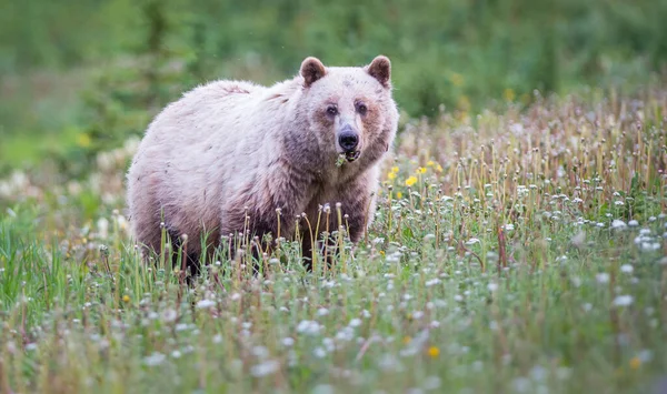 Blondynka Niedźwiedź Grizzly Kanadyjskiej Dziczy — Zdjęcie stockowe