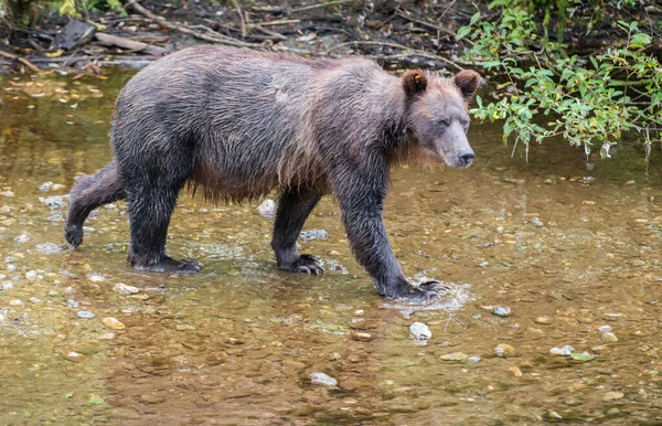 Grizzlybär Freier Wildbahn — Stockfoto