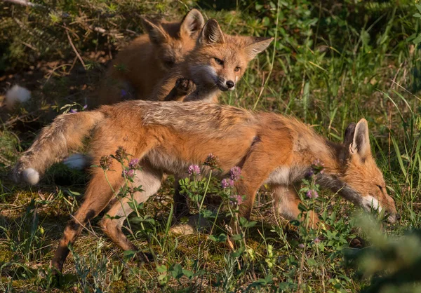 Červená Liška Divočině — Stock fotografie