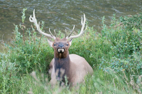 Bull Elk Wild — Stock Photo, Image