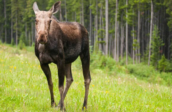 İl Parkı 'nda İnek Moose, Kananaskis, Kanada