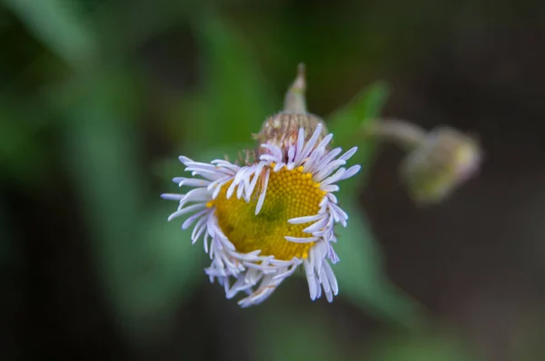 Wiildflowers Йеллоустонских Национальных Парках — стоковое фото