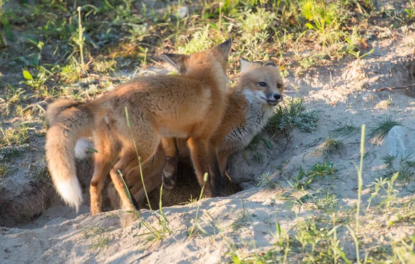 Schattige Rode Vossen Gras Park — Stockfoto