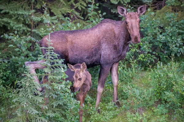 Moose Wild — Stock Photo, Image