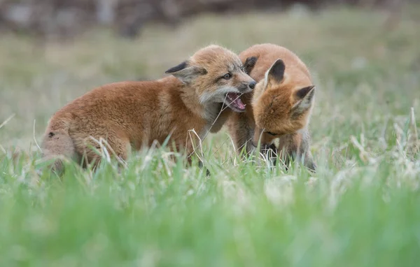 Carino Volpi Rosse Erba Parco — Foto Stock