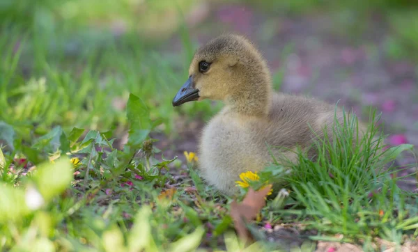 Gosling Στην Άγρια Φύση — Φωτογραφία Αρχείου