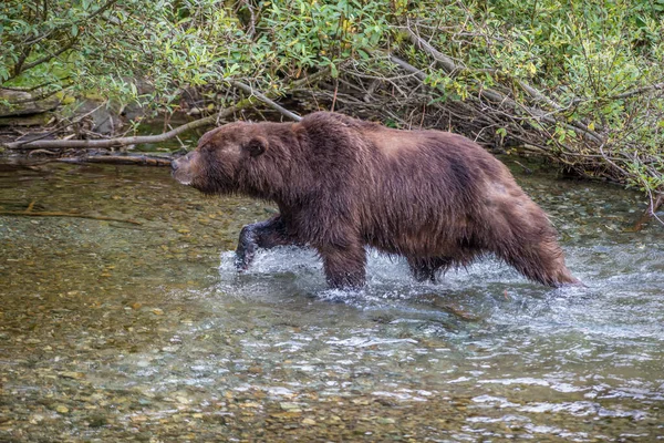 Urso Pardo Natureza — Fotografia de Stock