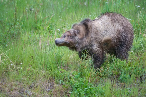 Beruang Grizzly Padang Gurun Kanada — Stok Foto